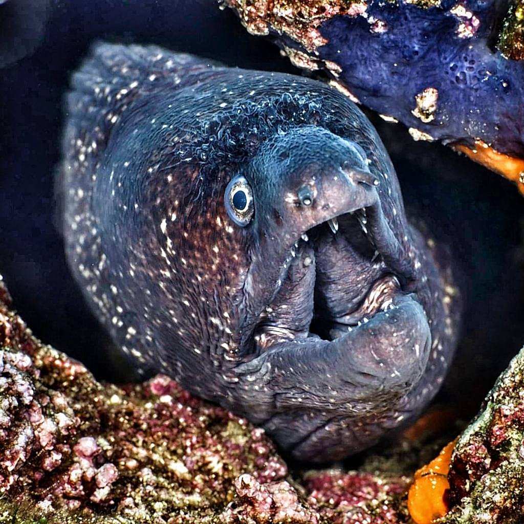 ayvalık dalış okulu (3)