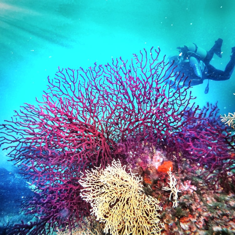 Ayvalık kırmızı mercanlar