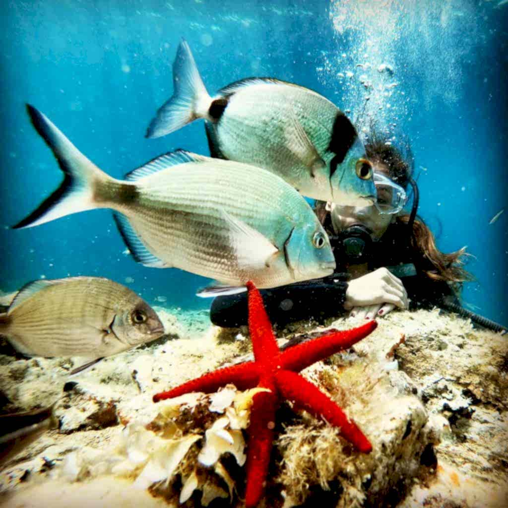 en iyi dalış okulu